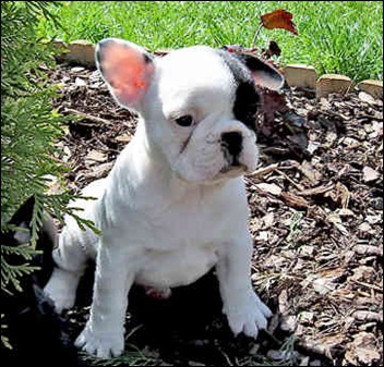 pup