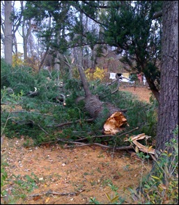 tree1