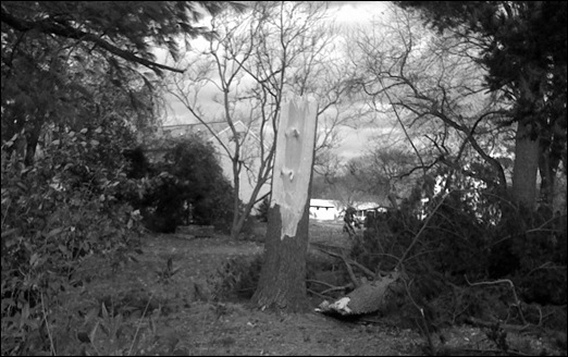 tree2