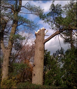 tree3