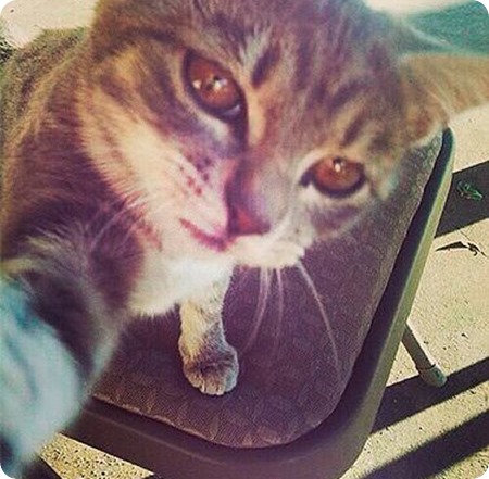 cat selfie cat selfie